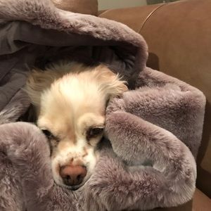 Meet your Posher, Lily